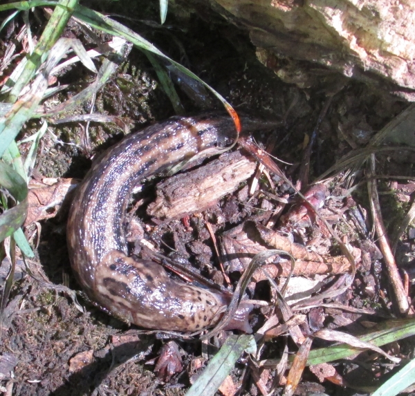 Photo of Limax maximus by <a href="http://morrisoncreek.org/">Kathryn Clouston</a>